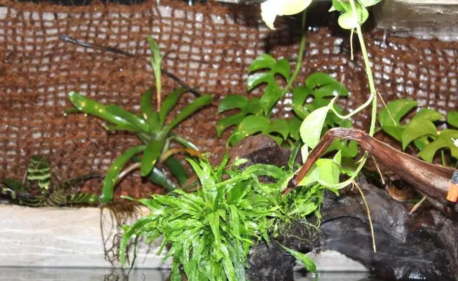 自己做大型水陆缸,在家自己打造一个沙漠缸