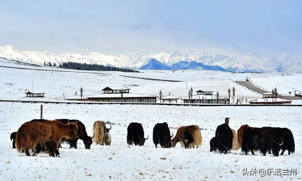 甘肃祁连山下雪,祁连山雪景壮观