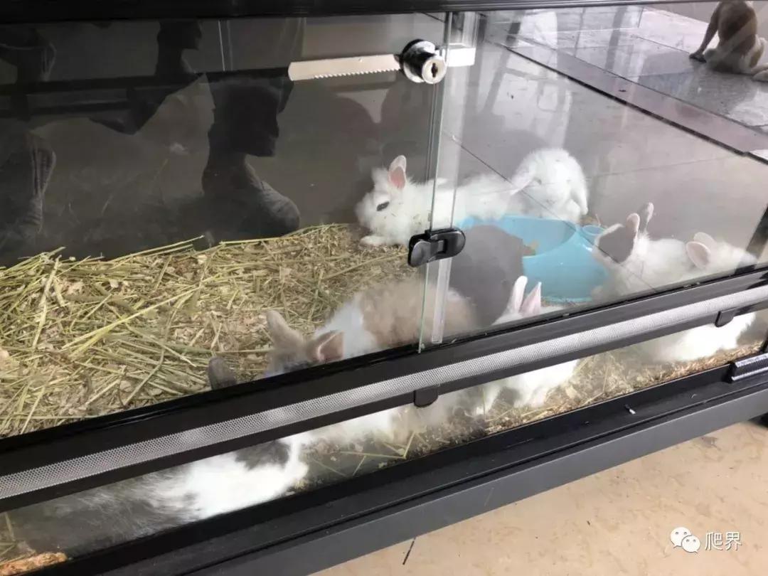 伦敦的爬宠店,隐藏在小区深处的店铺