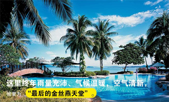 燕窝真没营养吗,燕窝假货可靠吗