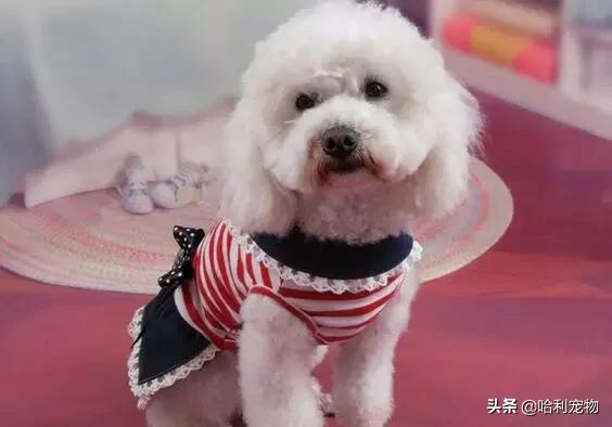 泰迪幼犬有泪痕怎么解决,泰迪幼犬泪痕严重怎么办图片