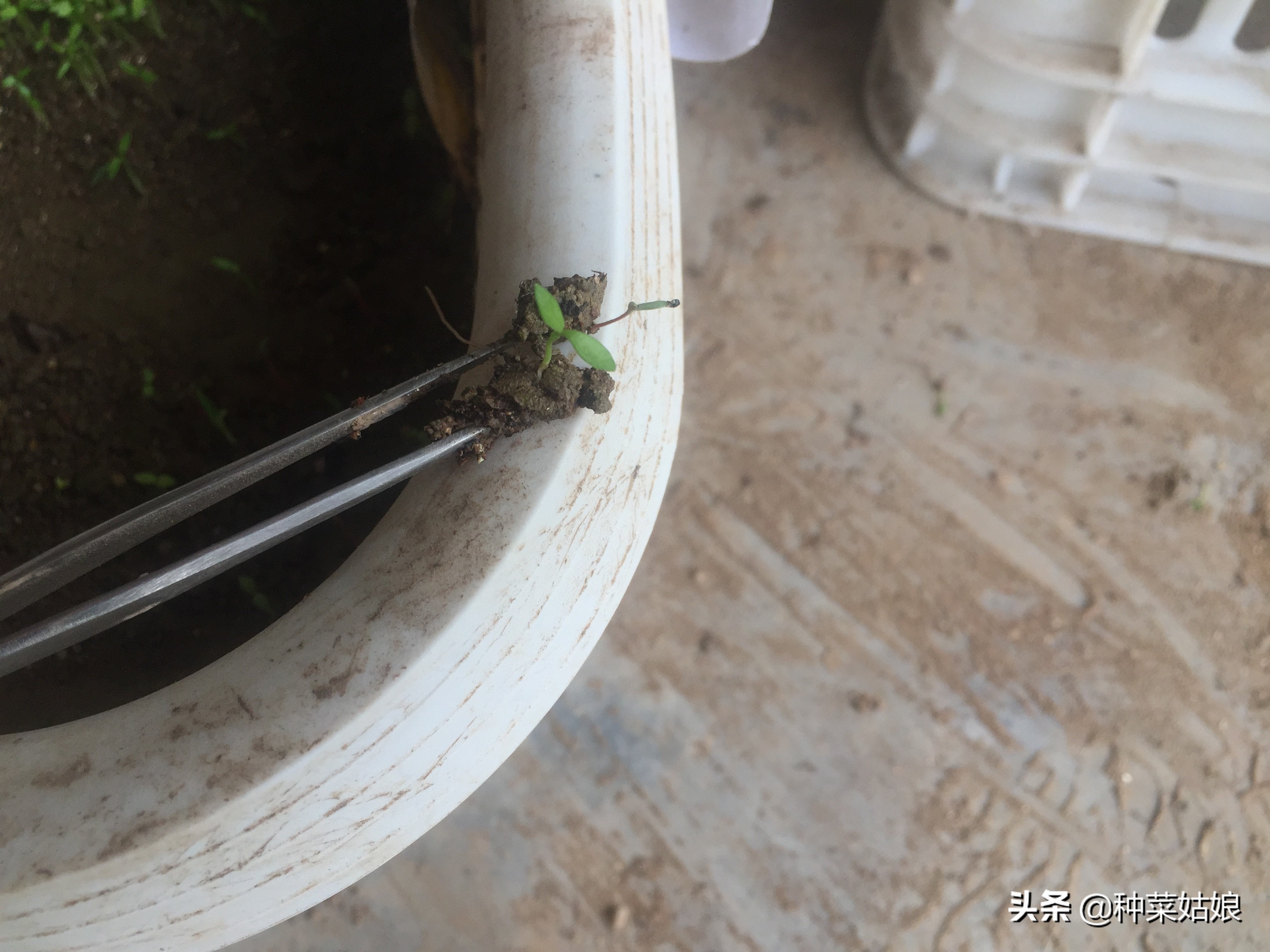 种菜出苗以后怎样管理,种菜出芽了怎么办