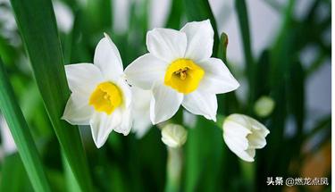 燃龙点凤节日：说说愚人节——万愚之乐在何处？