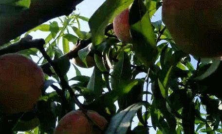 沂蒙山黄金水蜜桃,山东蒙阴金秋红蜜桃