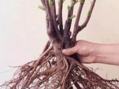 牡丹花的种植方法视频教程,牡丹花地栽种植方法