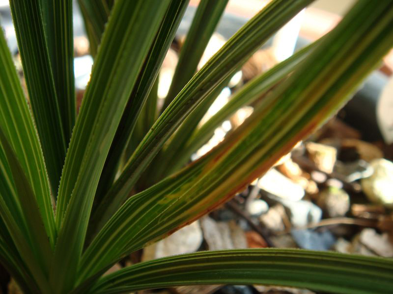 花瓶的兰花叶片发黄怎么处理,兰花叶片发黄需要施什么肥料