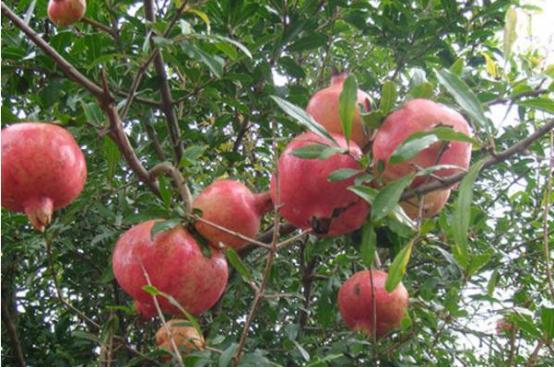 石榴开裂的最佳防治方法,石榴果实腐烂开裂怎么防治