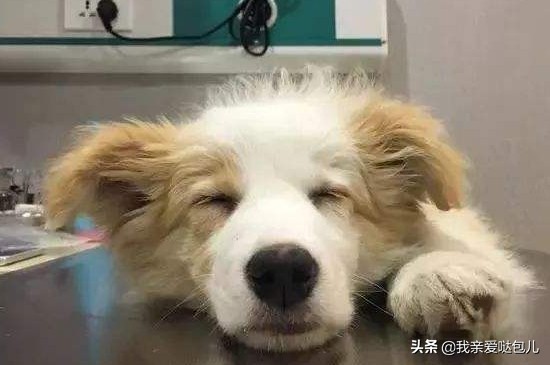 狗狗出现了呕吐的症状怎么办,狗狗呕吐的原因及解决方法