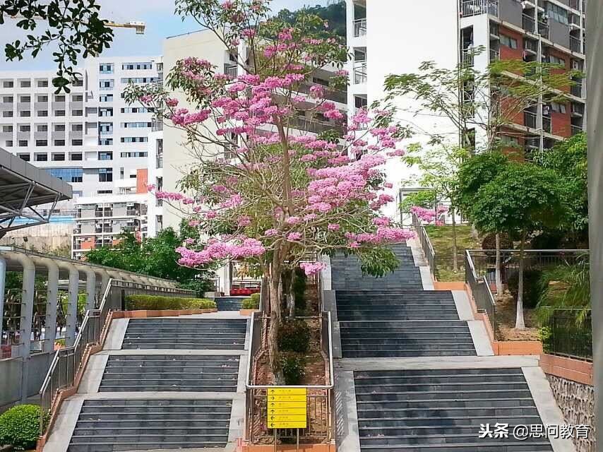 红岭中学是八大名校吗,红岭中学厉害还是深圳中学厉害