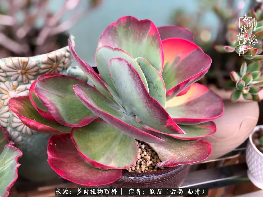 多肉怎么养度夏,多肉怎么养之度夏篇