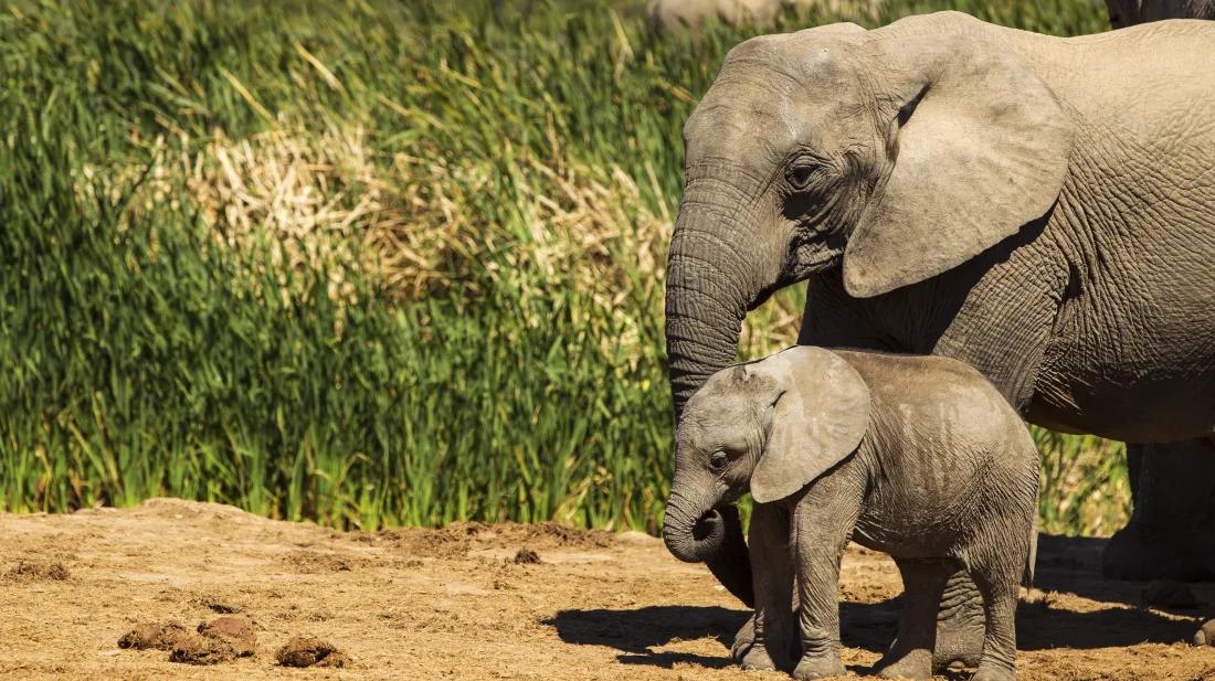 第六次生物大灭绝都会灭绝什么,第六次物种灭绝