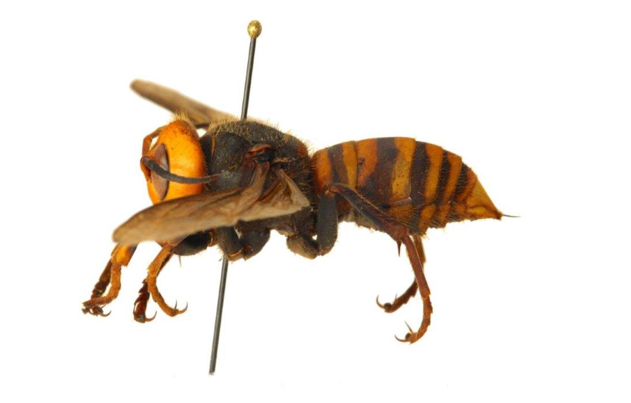 杀人大黄蜂是真的入侵美国了吗,杀人大黄蜂是什么