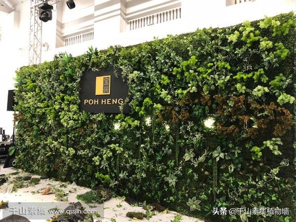 墙转角放什么植物比较好,室内风水招财植物及图片