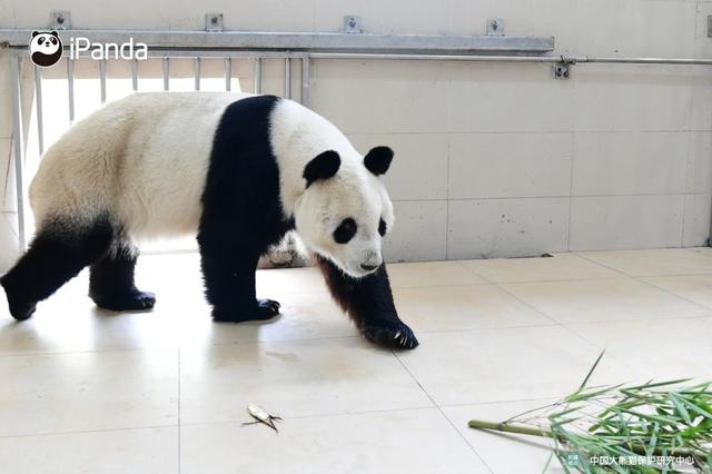 熊猫花花的脾气有多大,熊猫的脾气跟棕熊的脾气