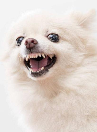 博美脾气大是什么原因,博美恨主人的5大表现