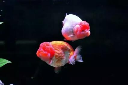 饲养大型冷水观赏鱼有哪些,冷水观赏鱼可以用加温棒吗