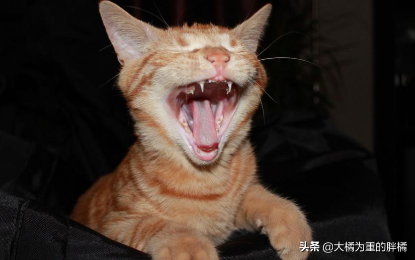 猫咪时不时吞口水怎么回事,猫咪总是咽口水是什么原因