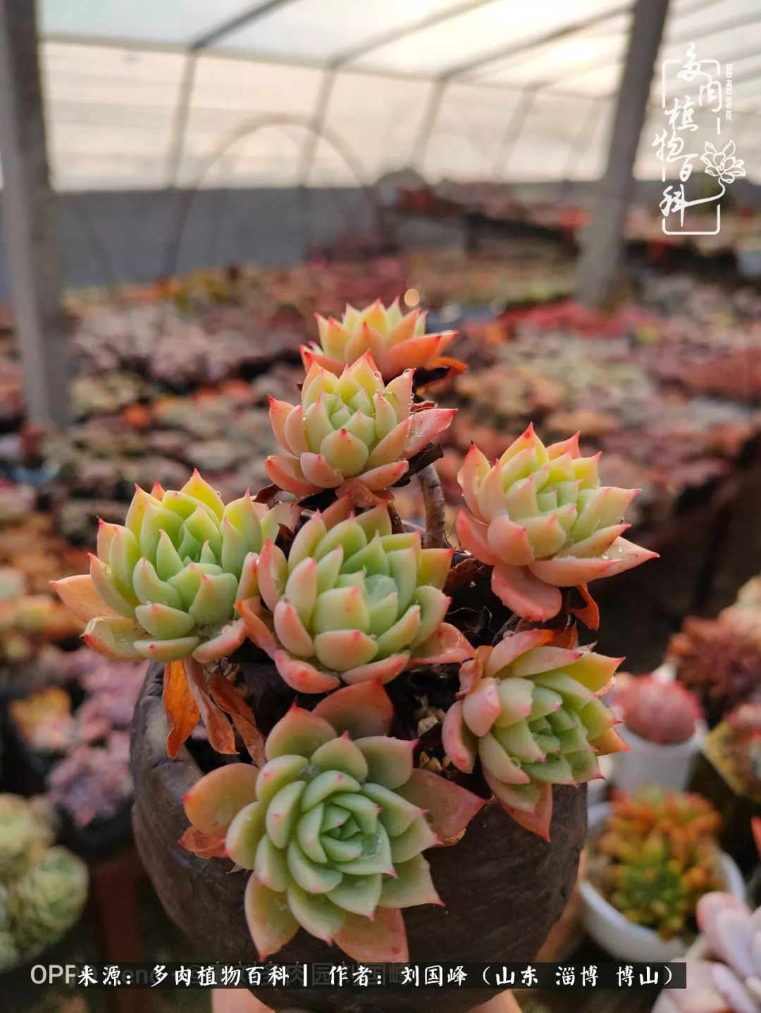 冬季室温20度以上多肉怎么养,贵的不一定就是好的便宜的