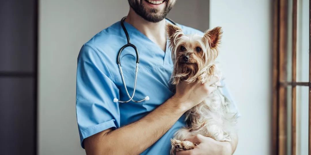 狗化验单怎么看,狗狗化验单各项指标