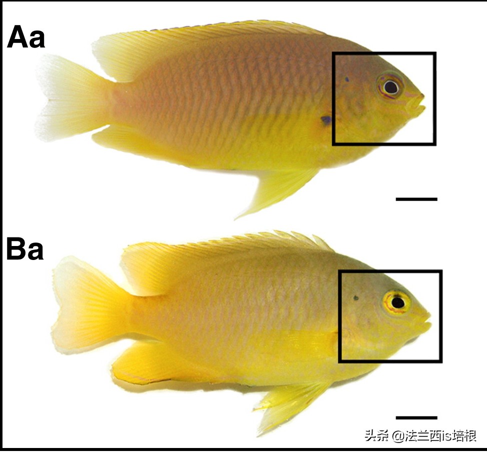 鱼眼看世界高清图片,鱼眼看到的世界是怎么样的