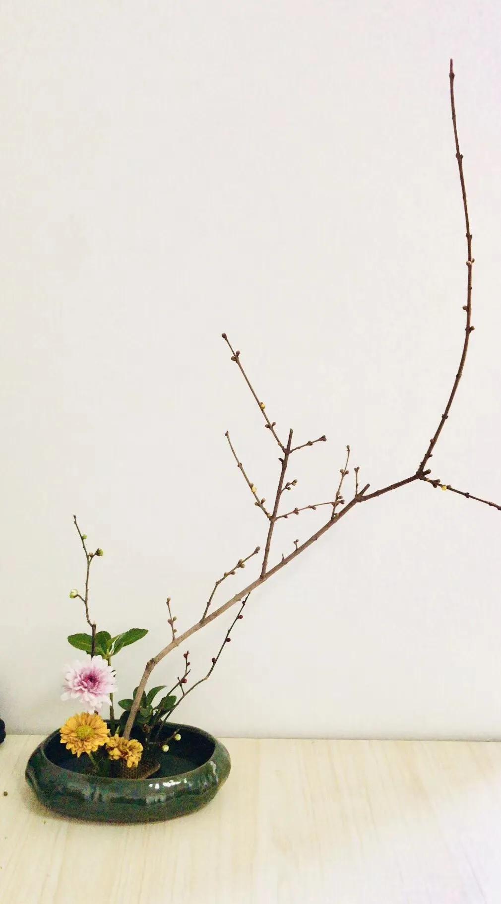 蜡梅的独特之处,腊梅之美