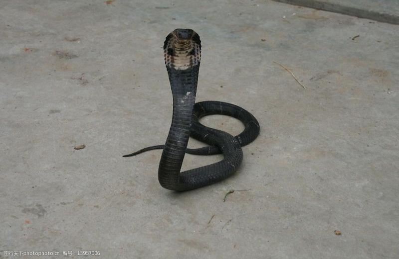 毒蛇有多漂亮,毒蛇有什么问题呢