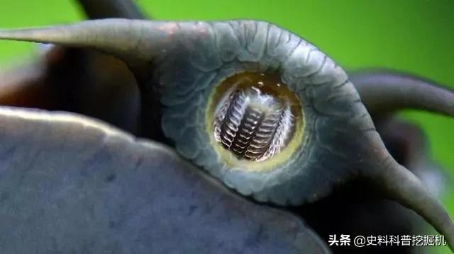 11个鲜为人知的奇怪冷知识,都让你怀疑它们是不是真的