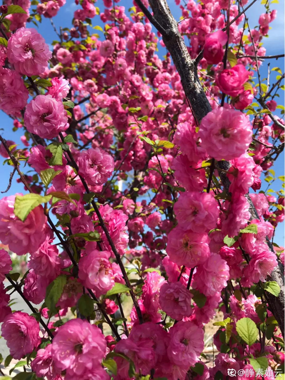 春天开的花有哪些常见又漂亮,十大名花在春天开的有哪些