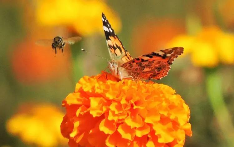 *疆新**的蝴蝶，惊世骇俗