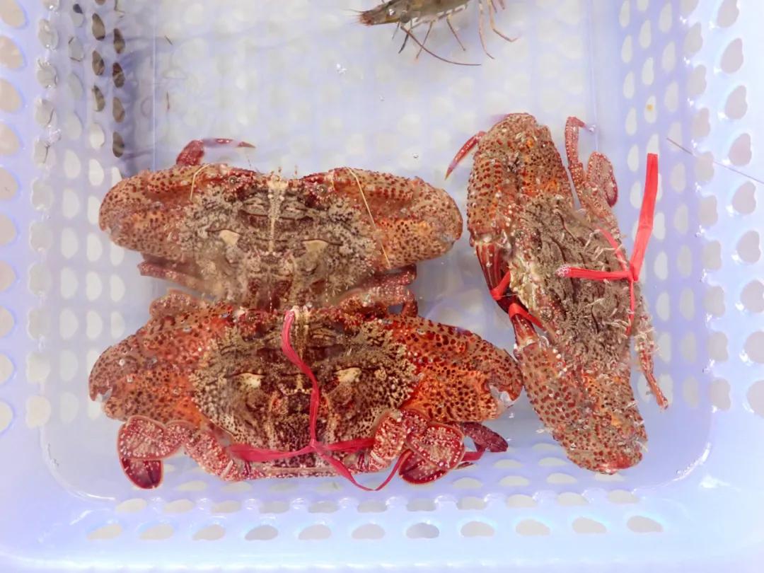 开海季都有什么海鲜,开海了这些生猛海鲜