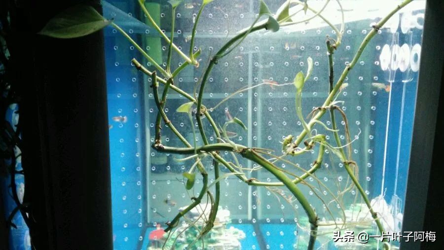 鱼缸不一定只能养鱼，养不活的花丢鱼缸里，沾水立马就疯长