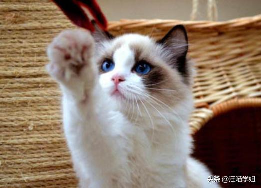 幼猫腹泻呕吐只喝水两天就死了,幼猫腹泻一天吃几次蒙脱石散