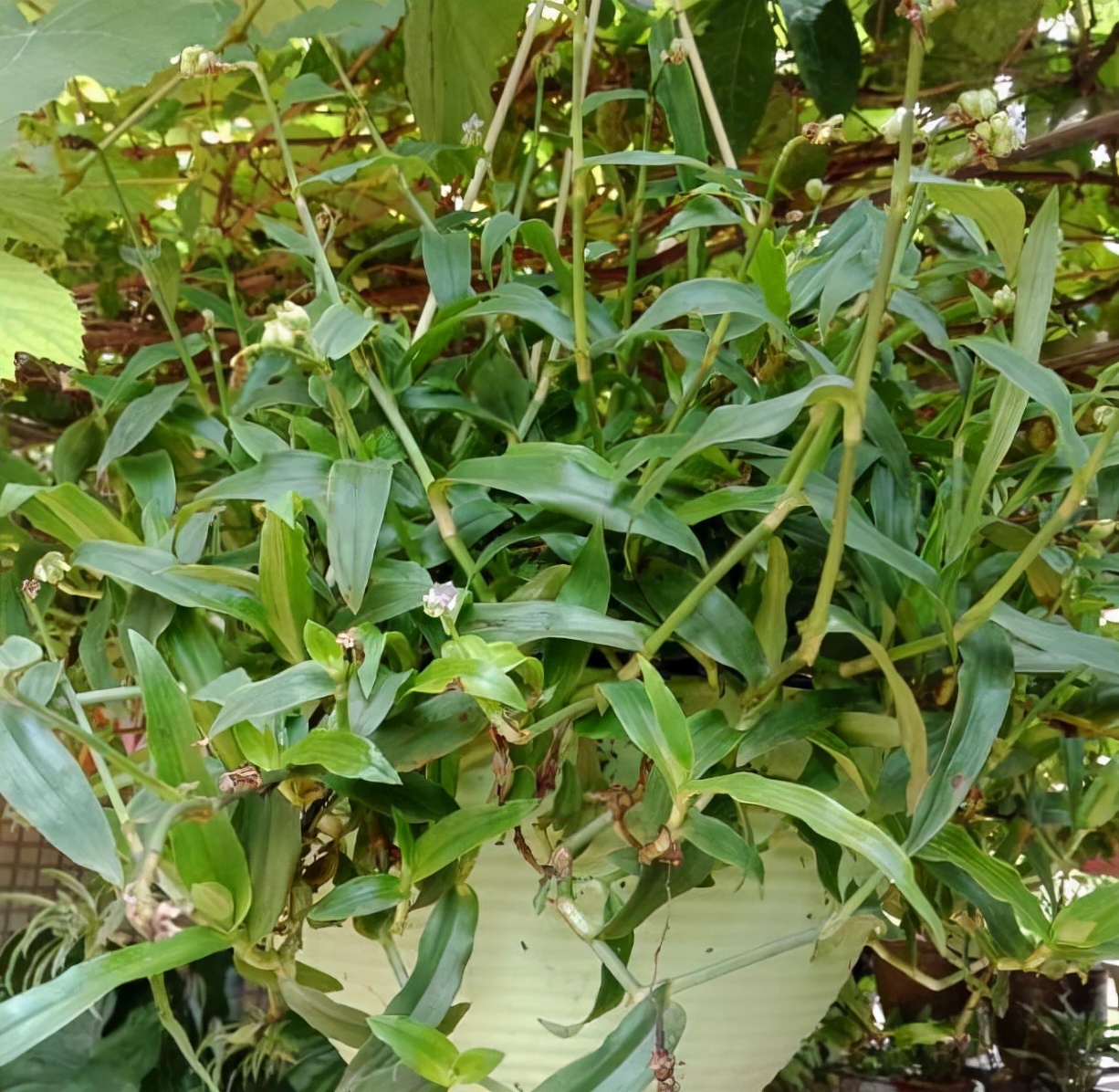 农村田边的这种野菜,农村田埂上的这种野草