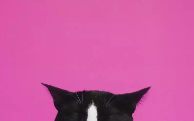 猫咪发情怎么办？养猫新手必读–发情照顾总整理