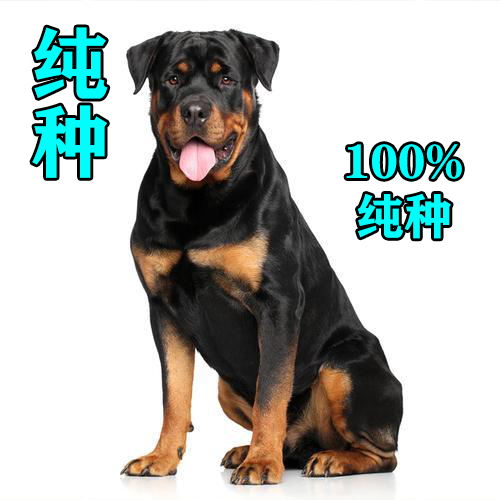 如何看出罗威纳犬是不是纯种 (罗威纳长嘴立耳是纯种的犬吗)