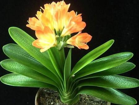 君子兰换盆后多久恢复生长,君子兰如何摆放能使叶片整齐生长