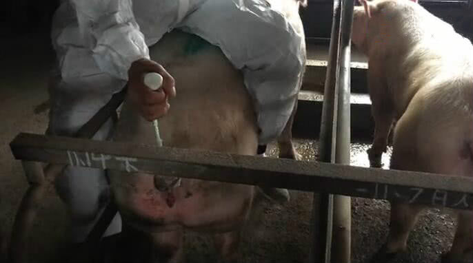 母猪深部输精是不是输完就拔管,后备母猪深部输精还是浅部输精好