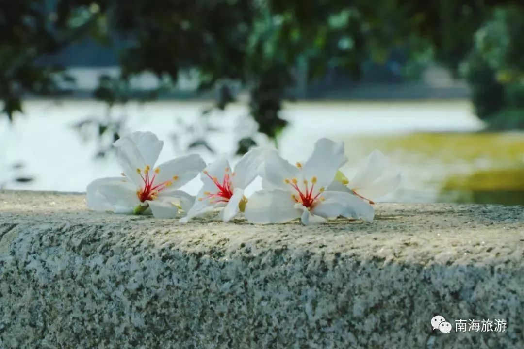 南海惊现“四月雪花”，漫山遍野桐油花开，美呆了！