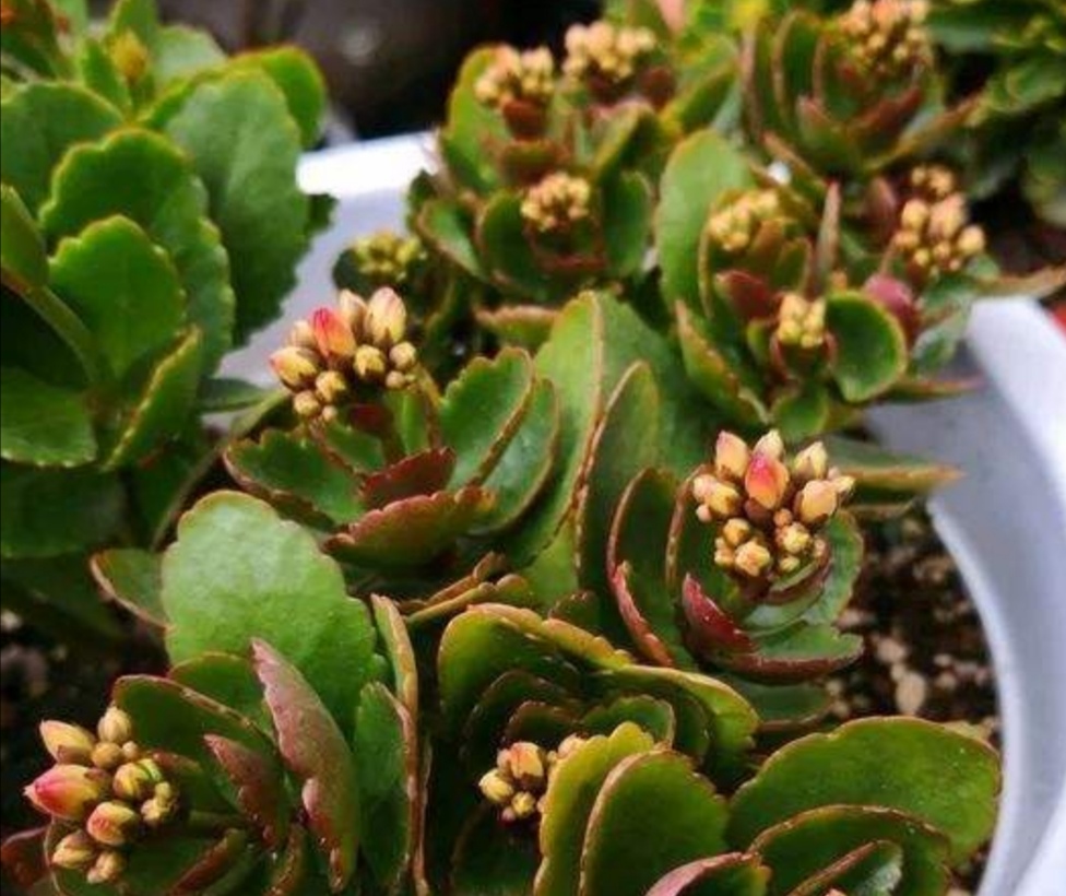 刚买的长寿花叶子发软耷拉怎么办,长寿花叶子发软打蔫焦枯怎么处理