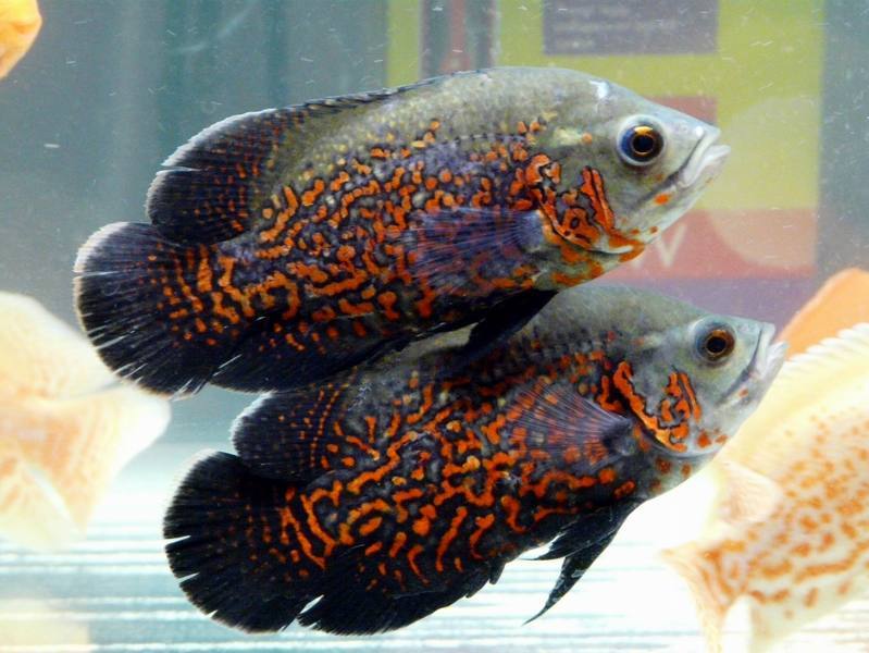 十大最好看的观赏鱼图片大全,十种最漂亮的观赏鱼图片