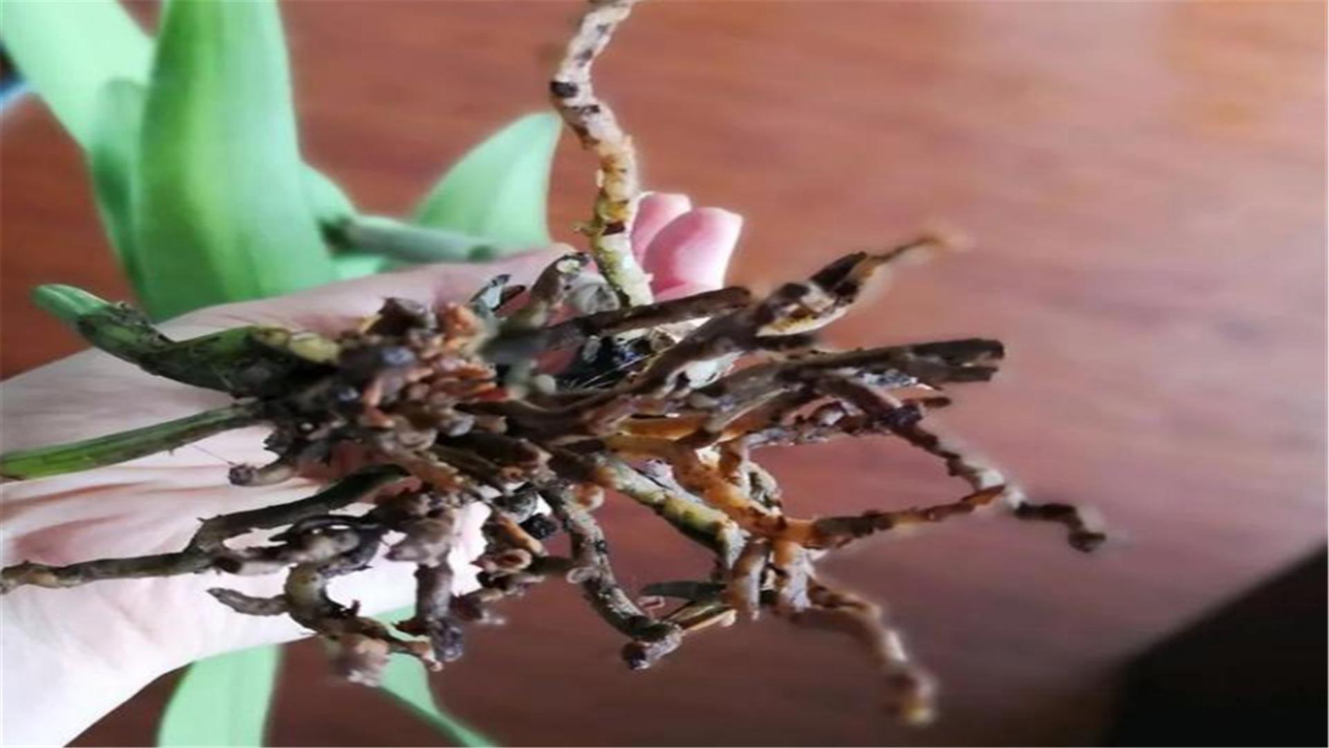 盆栽梅花夏季烂根怎么办,怎么防止盆栽烂根