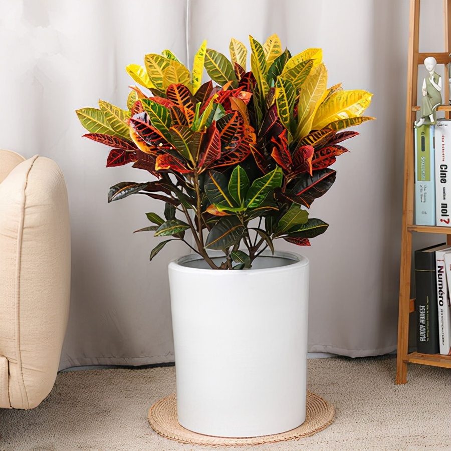 好看又好养的盆花,人养花也养人