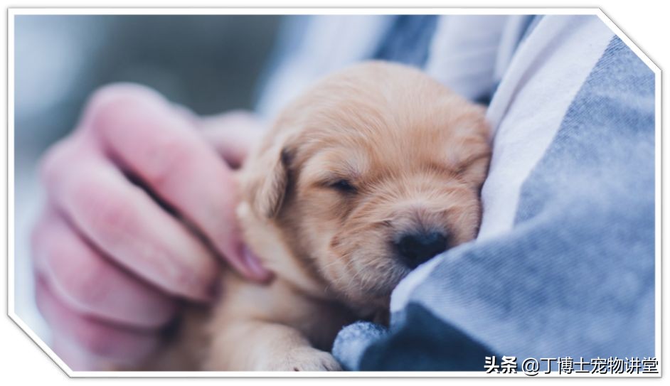 饲养幼犬教学,养宠新手喂食