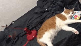 “乱买东西，猫骂了我三天！”