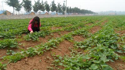 红薯怎么栽培才高产,红薯这样种才能大丰收