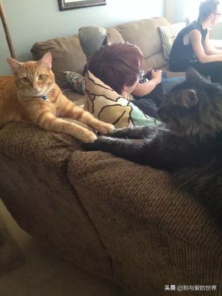 猫猫为什么总把脚放我脸上,为什么猫猫喜欢把头埋在臂弯