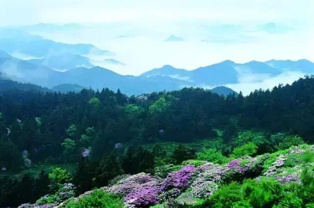 四月芳菲尽黄山杜鹃始盛开,人间四月芳菲尽高山杜鹃始盛开图