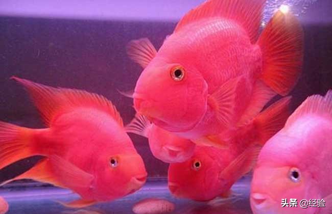 鹦鹉鱼变白怎么办,鹦鹉鱼刚入缸变白