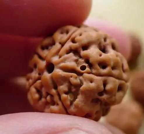 金刚生虫子怎么办,金刚中有恶心的虫子