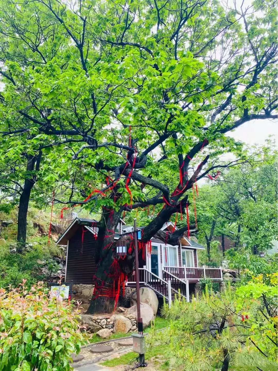 住在春天民宿,住在春天里这些民宿快收藏